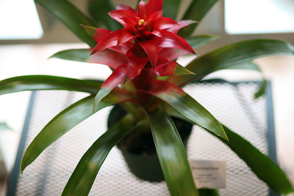 Bromeliad