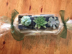 Mini Succulent