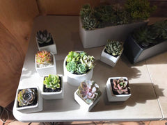 Mini Succulent