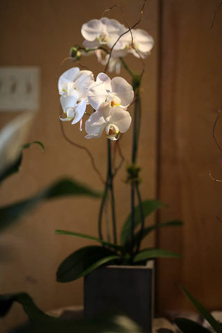 Orchids arrangement