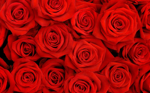 Dozen Roses